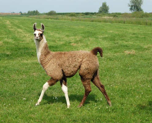 lama in wei