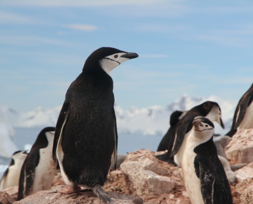Niemandsland, een Antarctische ontdekkingsreis
