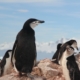 Niemandsland, een Antarctische ontdekkingsreis